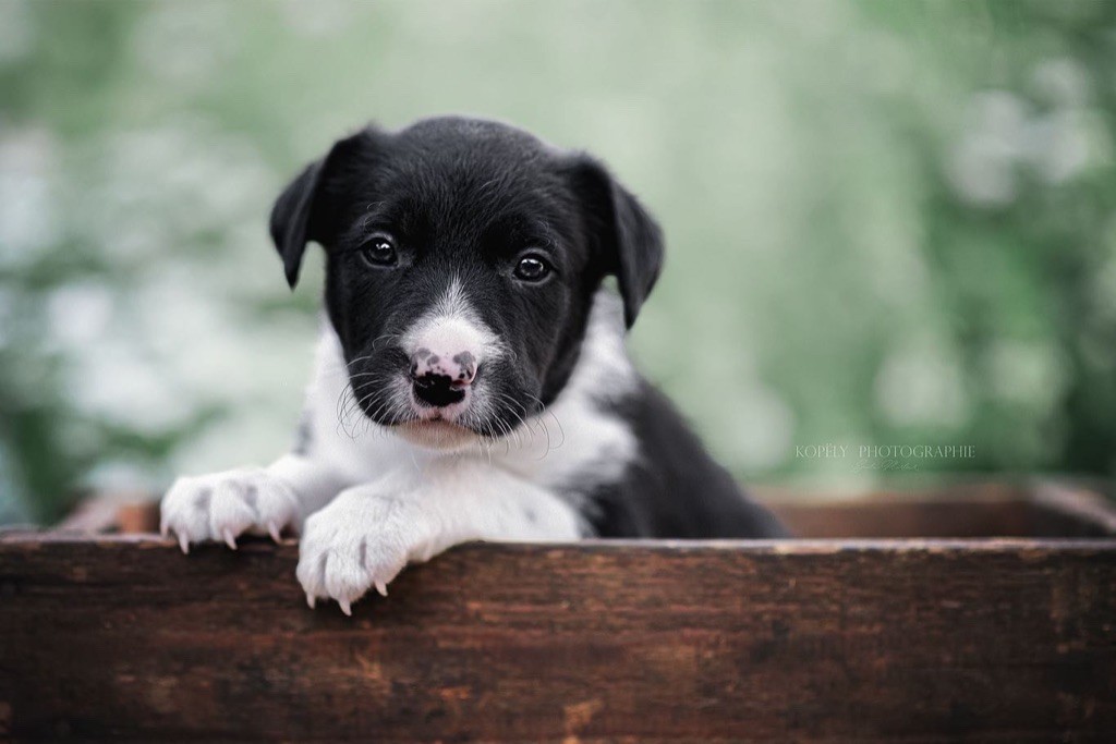 Born To Be Dog - Chiots disponibles - Border Collie